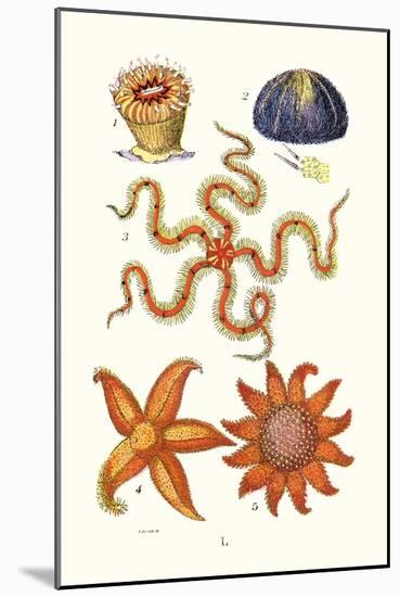 Common Madrepore Coral, Sea Urchin, Brittlestar, Sun Star-James Sowerby-Mounted Art Print