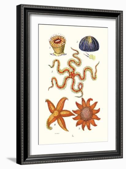 Common Madrepore Coral, Sea Urchin, Brittlestar, Sun Star-James Sowerby-Framed Art Print