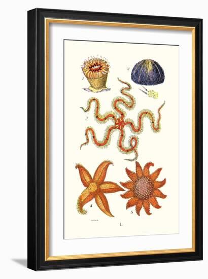 Common Madrepore Coral, Sea Urchin, Brittlestar, Sun Star-James Sowerby-Framed Art Print