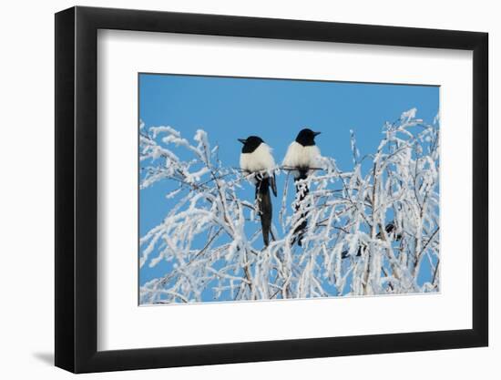 Common magpies perched on frost covered branches, Finland-Jussi Murtosaari-Framed Photographic Print