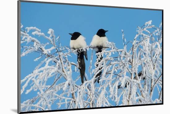 Common magpies perched on frost covered branches, Finland-Jussi Murtosaari-Mounted Photographic Print