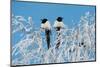 Common magpies perched on frost covered branches, Finland-Jussi Murtosaari-Mounted Photographic Print
