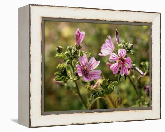 Common Mallow, Malva Silvestris, Blooms-Thonig-Framed Premier Image Canvas