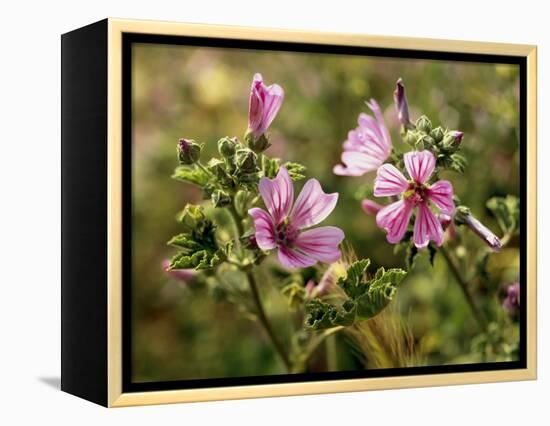 Common Mallow, Malva Silvestris, Blooms-Thonig-Framed Premier Image Canvas