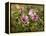 Common Mallow, Malva Silvestris, Blooms-Thonig-Framed Premier Image Canvas