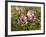 Common Mallow, Malva Silvestris, Blooms-Thonig-Framed Photographic Print