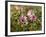 Common Mallow, Malva Silvestris, Blooms-Thonig-Framed Photographic Print