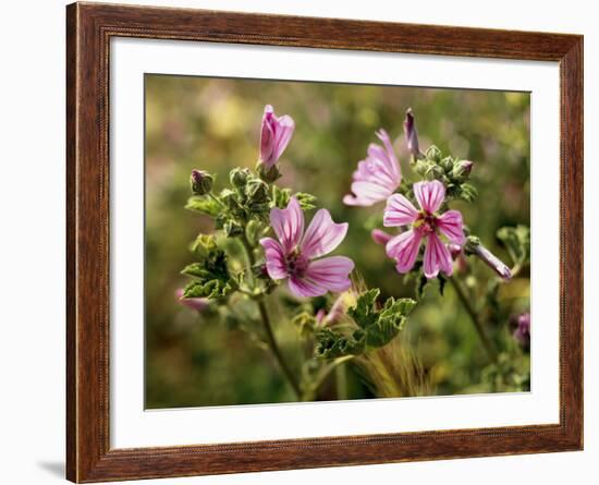 Common Mallow, Malva Silvestris, Blooms-Thonig-Framed Photographic Print