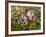 Common Mallow, Malva Silvestris, Blooms-Thonig-Framed Photographic Print