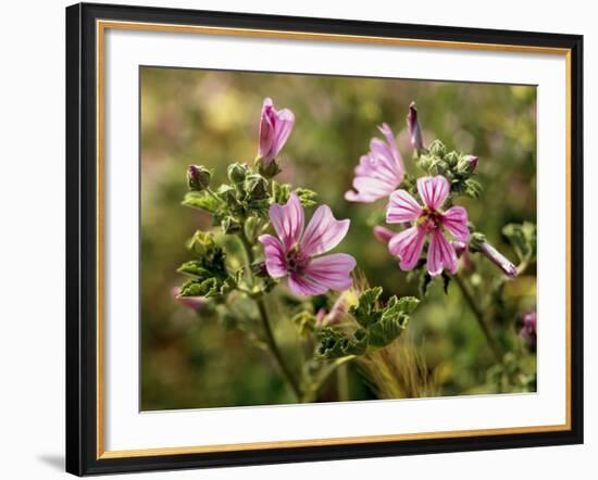 Common Mallow, Malva Silvestris, Blooms-Thonig-Framed Photographic Print