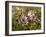 Common Mallow, Malva Silvestris, Blooms-Thonig-Framed Photographic Print
