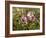 Common Mallow, Malva Silvestris, Blooms-Thonig-Framed Photographic Print