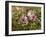 Common Mallow, Malva Silvestris, Blooms-Thonig-Framed Photographic Print