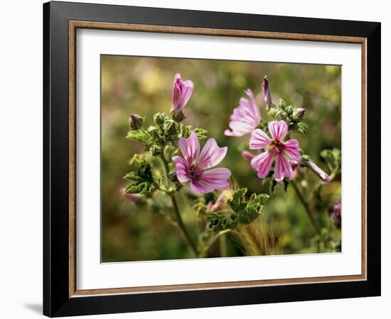 Common Mallow, Malva Silvestris, Blooms-Thonig-Framed Photographic Print