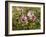 Common Mallow, Malva Silvestris, Blooms-Thonig-Framed Photographic Print