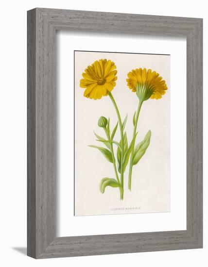 Common Marigold-null-Framed Photographic Print