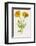 Common Marigold-null-Framed Photographic Print