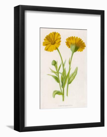 Common Marigold-null-Framed Photographic Print