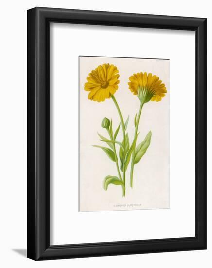 Common Marigold-null-Framed Photographic Print