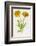 Common Marigold-null-Framed Photographic Print