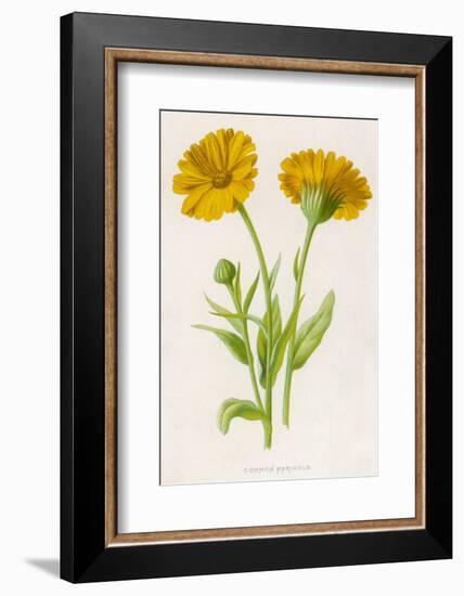 Common Marigold-null-Framed Photographic Print