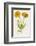 Common Marigold-null-Framed Photographic Print