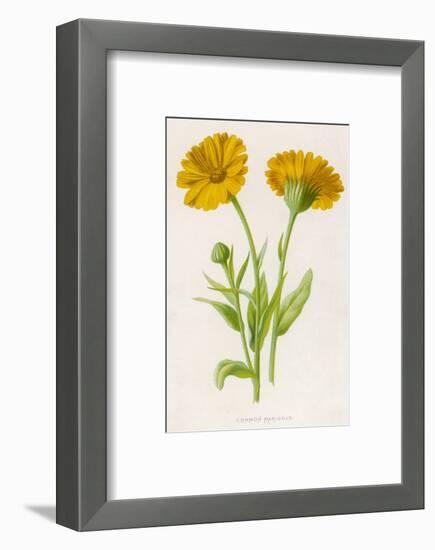 Common Marigold-null-Framed Photographic Print