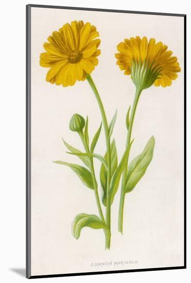 Common Marigold-null-Mounted Photographic Print
