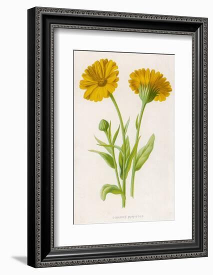 Common Marigold-null-Framed Photographic Print