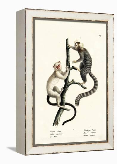 Common Marmoset, 1824-Karl Joseph Brodtmann-Framed Premier Image Canvas