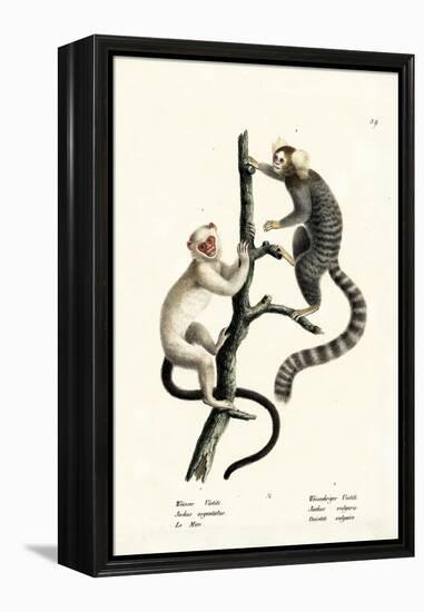 Common Marmoset, 1824-Karl Joseph Brodtmann-Framed Premier Image Canvas