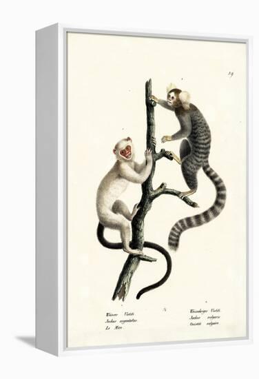 Common Marmoset, 1824-Karl Joseph Brodtmann-Framed Premier Image Canvas