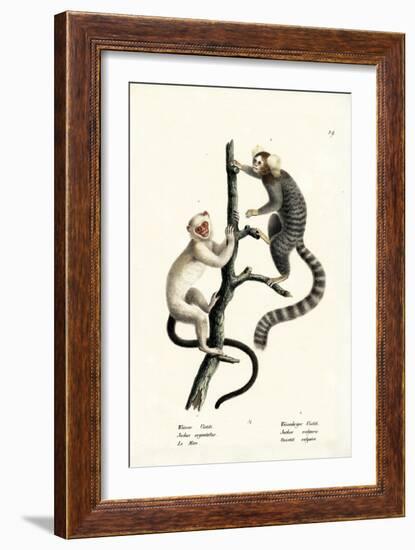 Common Marmoset, 1824-Karl Joseph Brodtmann-Framed Giclee Print