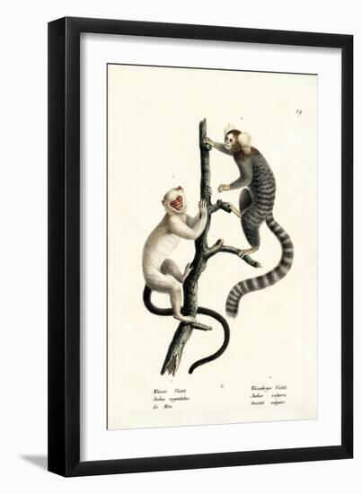 Common Marmoset, 1824-Karl Joseph Brodtmann-Framed Giclee Print