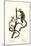 Common Marmoset, 1824-Karl Joseph Brodtmann-Mounted Giclee Print