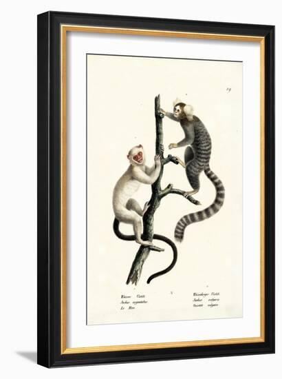 Common Marmoset, 1824-Karl Joseph Brodtmann-Framed Giclee Print