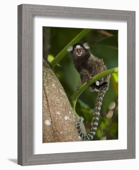 Common Marmoset, Sugar Loaf, Rio De Janeiro, Brazil-Pete Oxford-Framed Photographic Print