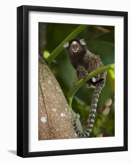 Common Marmoset, Sugar Loaf, Rio De Janeiro, Brazil-Pete Oxford-Framed Photographic Print