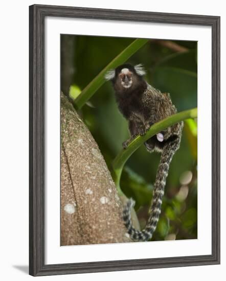 Common Marmoset, Sugar Loaf, Rio De Janeiro, Brazil-Pete Oxford-Framed Photographic Print