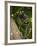 Common Marmoset, Sugar Loaf, Rio De Janeiro, Brazil-Pete Oxford-Framed Photographic Print