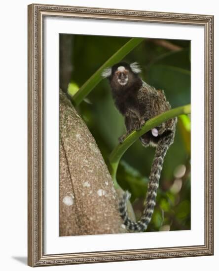 Common Marmoset, Sugar Loaf, Rio De Janeiro, Brazil-Pete Oxford-Framed Photographic Print