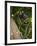 Common Marmoset, Sugar Loaf, Rio De Janeiro, Brazil-Pete Oxford-Framed Photographic Print