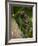 Common Marmoset, Sugar Loaf, Rio De Janeiro, Brazil-Pete Oxford-Framed Photographic Print