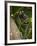 Common Marmoset, Sugar Loaf, Rio De Janeiro, Brazil-Pete Oxford-Framed Photographic Print