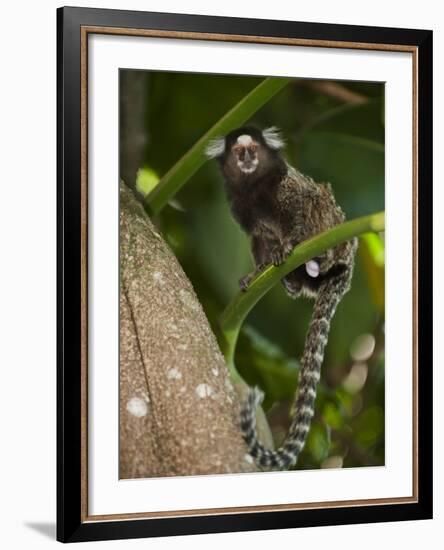 Common Marmoset, Sugar Loaf, Rio De Janeiro, Brazil-Pete Oxford-Framed Photographic Print