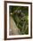 Common Marmoset, Sugar Loaf, Rio De Janeiro, Brazil-Pete Oxford-Framed Photographic Print