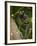 Common Marmoset, Sugar Loaf, Rio De Janeiro, Brazil-Pete Oxford-Framed Photographic Print