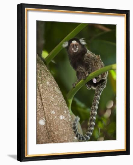 Common Marmoset, Sugar Loaf, Rio De Janeiro, Brazil-Pete Oxford-Framed Photographic Print