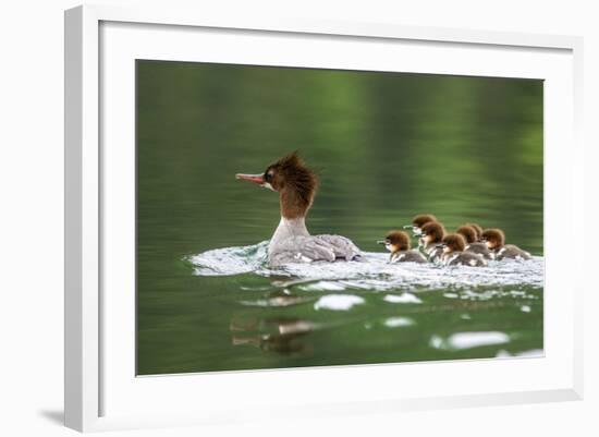 Common Merganser with Chicks in Beaver Lake, Montana, Usa-Chuck Haney-Framed Photographic Print
