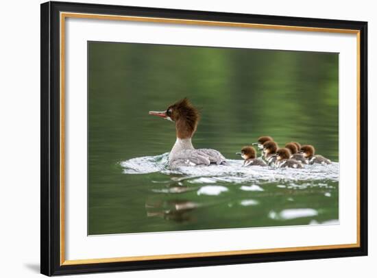 Common Merganser with Chicks in Beaver Lake, Montana, Usa-Chuck Haney-Framed Photographic Print